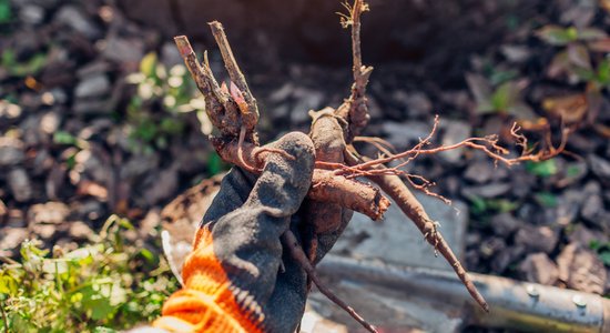 Novembris jau gandrīz pusē – vai peoniju stādīšanai par vēlu?