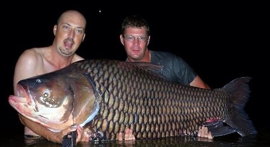 Noķerta pasaulē lielākā karpa, kas sver 78 kilogramus