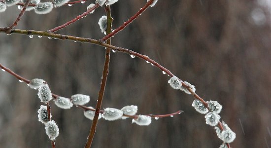 Palmu vai Pūpolu svētdiena? Interesanti fakti par simboliskajiem svētku laika augiem