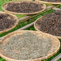 Indijā strādnieki nolinčo tējas plantācijas īpašnieku