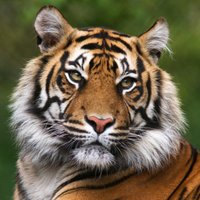 Из чешского зоопарка сбежали два тигра и лев
