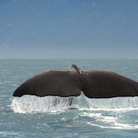 Япония продолжит забой китов в Антарктике