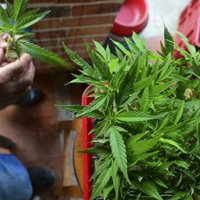 За выращивание марихуаны "для лечения спины" суд дал условный срок