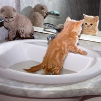Seko dušā un nebaidās nopeldēties – kaķi, kuriem patīk ūdens
