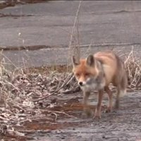 Video: Černobiļas lapsa, kura taisa sviestmaizes