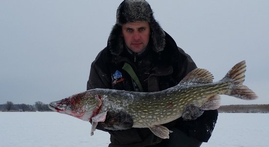 Foto: Aculiecinieki turpina dižoties ar lielajiem lomiem