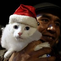 Фоторепортаж: празднование Рождества в мире