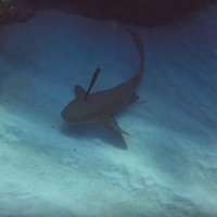 ВИДЕО: Акула попросила дайвера вытащить из нее нож