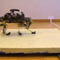 ВИДЕО: В Швейцарии сконструировали робота-кота