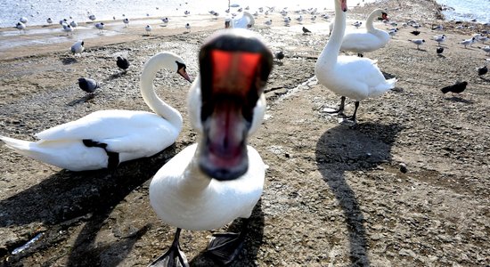 Днем сохранится промозглая погода