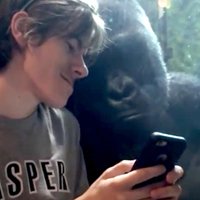 Video: Zēns gorillai parāda sugas brāļu fotogrāfijas