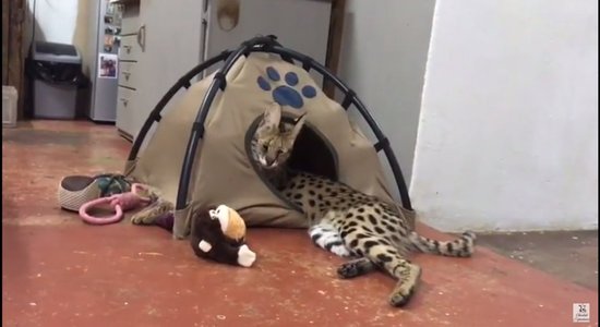 Video: Servals saplēš telti un īpatnējā veidā spēlējas