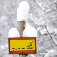 'Latvijas Valsts mežu' provizoriskā peļņa pērn – 50,734 miljoni eiro
