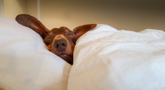 Netikums, kas traucē attīstībai. Kā pārvarēt savu iekšējo sliņķi