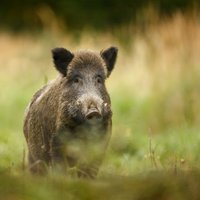 Африканская чума свиней у кабанов в 2019 году выявлялась реже, чем годом ранее