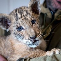 Foto: Krievijā dzimis ārkārtīgi retais līģeris – lauvas un tīģerienes atvase Cars