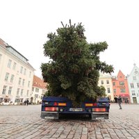 Foto: Tallinas centrā uzstādīta valsts galvenā Ziemassvētku egle