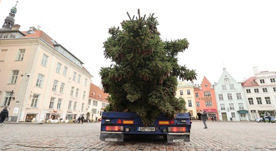 Foto: Tallinas centrā uzstādīta valsts galvenā Ziemassvētku egle