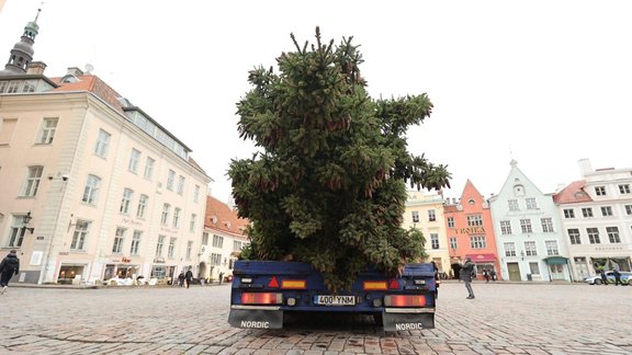 Foto: Tallinas centrā uzstādīta valsts galvenā Ziemassvētku egle