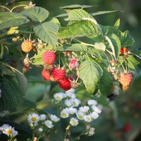 Gardo vasaras aveņu vilinājums – piemērotākās šķirnes un padomi audzēšanā