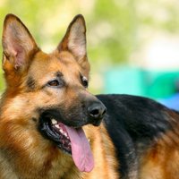 Latvija Moldovas robežsargiem dāvinās divus dienesta suņus