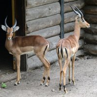 ФОТО. В Рижский зоопарк прибыли новые обитатели "Африканской саванны"