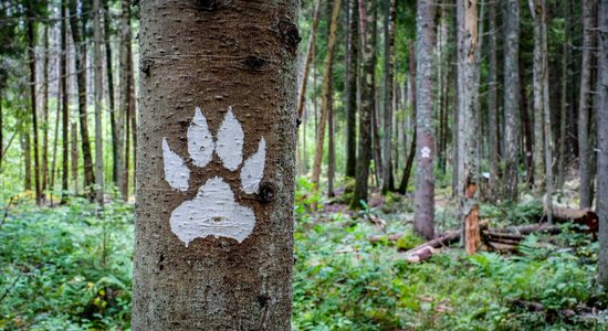 Vilkačiem un nostāstiem pa pēdām: idejas aizraujošai kopā būšanai ar bērniem