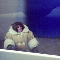 В Канаде состоялась акция в поддержку хозяйки обезьяны в пальто