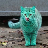 Foto: Pa Bulgāriju klīst pilnīgi zaļš kaķis