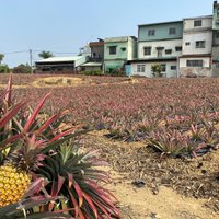 Foto: Kā Taivānā aug 'brīvības ananasi' par spīti Ķīnai