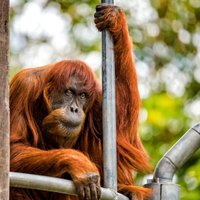 60 gadus vecā Puana atzīta par pasaulē vecāko orangutanu