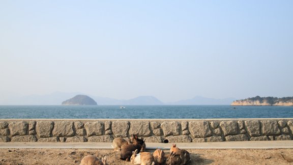 Okunoshima sala, Japāna truši