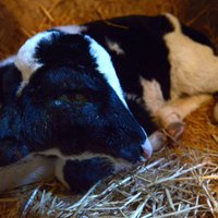 В Марокко родился теленок с двумя головами