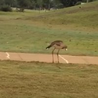 Amizants video: Apķērīgs brazīliešu putns vienatnē spēlē golfu