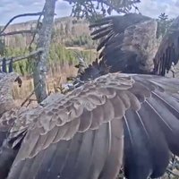 Video: Jandāliņš Durbes ērgļu ligzdā; trīs putni cīnās par vietu