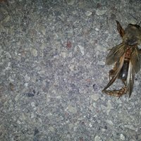 Читатель: На прогулке на нас напало жуткое насекомое! Кто знает - что это?