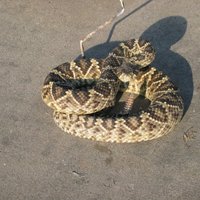 Змея смертельно укусила ведущего программы со змеями