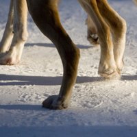 ПВС получила 11 жалоб на неправильное содержание животных в мороз