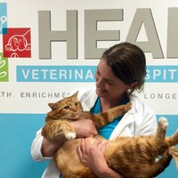 ФОТО: Ветеринары заставили толстого кота сбросить 10 килограммов