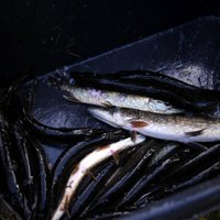 No Šlokenbekas ezera izceļ pustonnu beigtu zivju; piesārņojuma sekas saglabāsies ilgi, lēš VVD