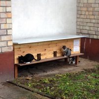 Peļu junkuriņiem Rīgā uzstādītas 10 jaunas kaķu mājiņas