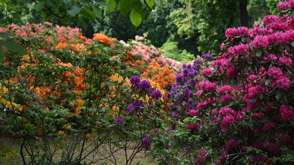 rododendri, ziedi, pavasaris