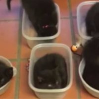Video: Pieci kaķēni iekārtojas kastītēs 'līdzņemšanai'