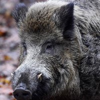 Африканская чума свиней охватила уже более 90% территории Латвии
