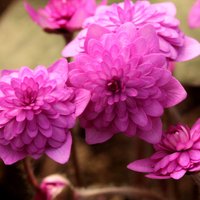Foto: Pildītas un košas – kolekcijas dārzā Koknesē zied krāsainās vizbulītes