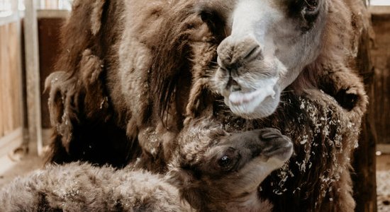 ФОТО, ВИДЕО: В Рижском зоопарке родился верблюжонок