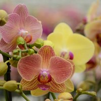 Orhidejas kolekcionāriem un katrai gaumei – vienkrāsainas, raibas, plankumainas un pat divkrāsu