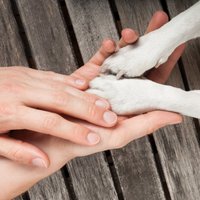 Красный Крест просит поддержать домашних животных малообеспеченных жителей