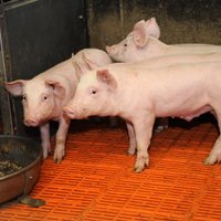 Asociācija: Latvijas cūkkopjiem patlaban nav gaļas realizācijas problēmu