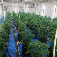 Likumsargi Jūrmalā uzgājuši profesionālu marihuānas audzētavu